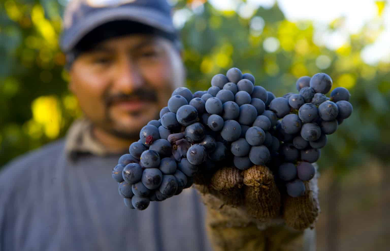 grapes, vineyard, sustainability